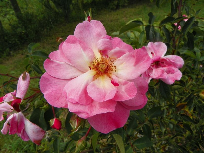 Marchenland - Trandafiri 2019 4