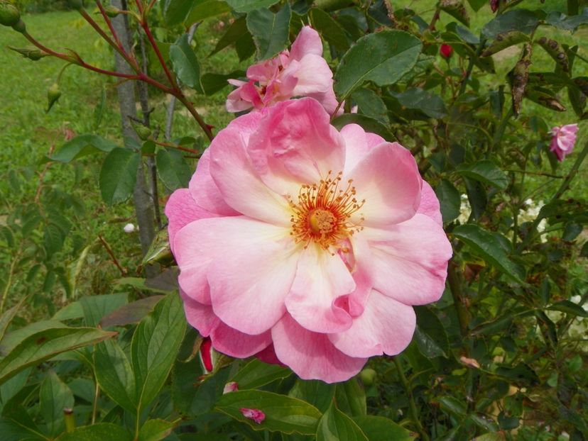 Marchenland - Trandafiri 2019 4