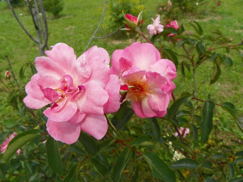 Marchenland - Trandafiri 2019 4