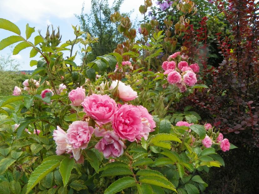 Pink Grootendorst - Trandafiri 2019 4