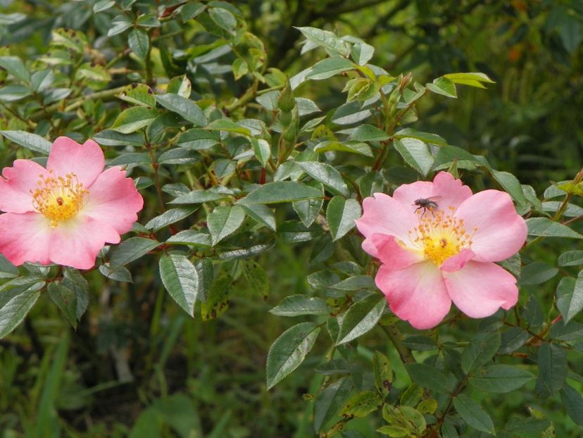 Open Arms - Trandafiri 2019 4