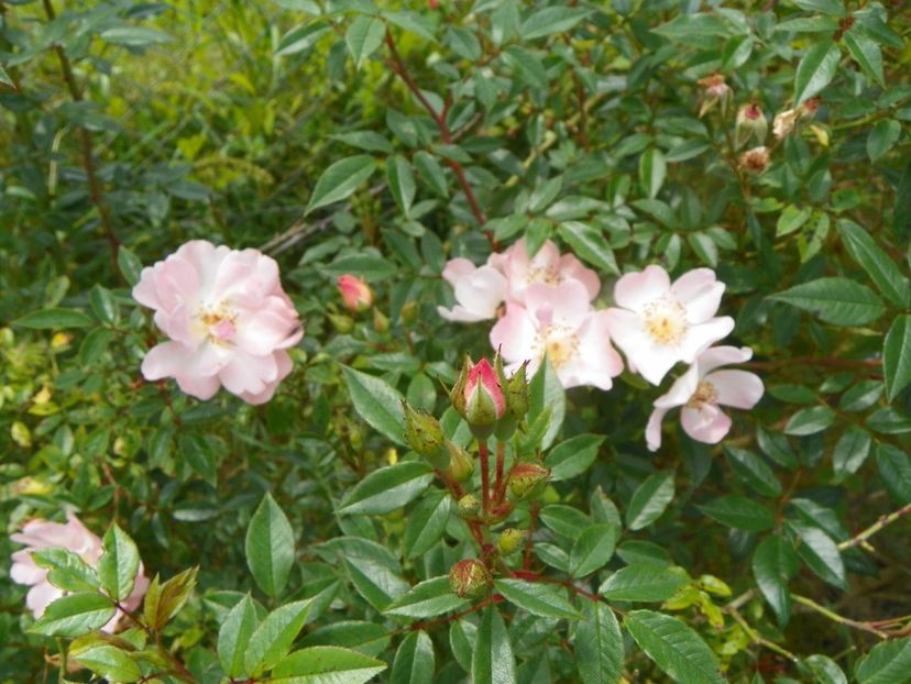 Open Arms - Trandafiri 2019 4