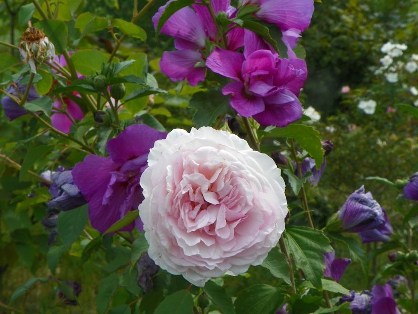 James Galway - Trandafiri 2019 4