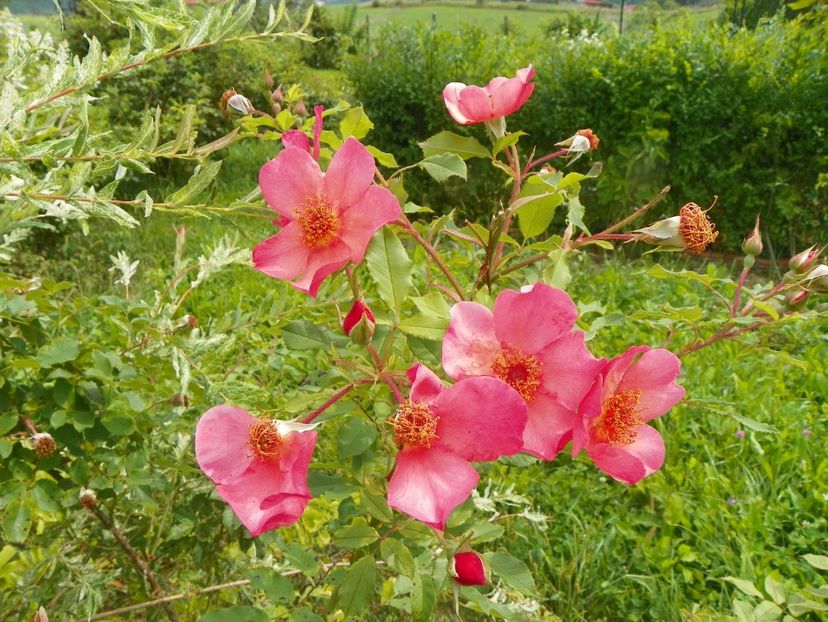 Morning Mist - Trandafiri 2019 4