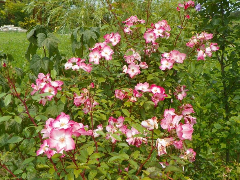 Rush - Trandafiri 2019 4