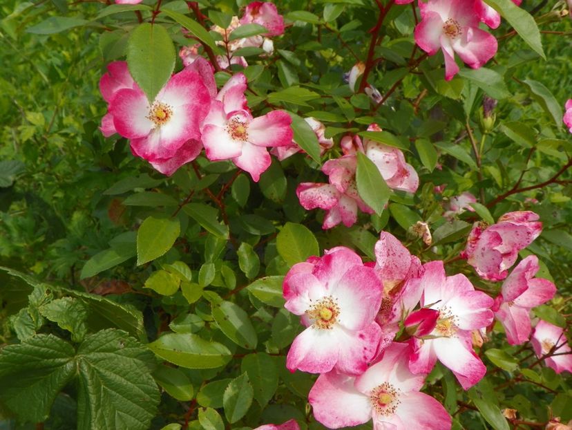 Rush - Trandafiri 2019 4