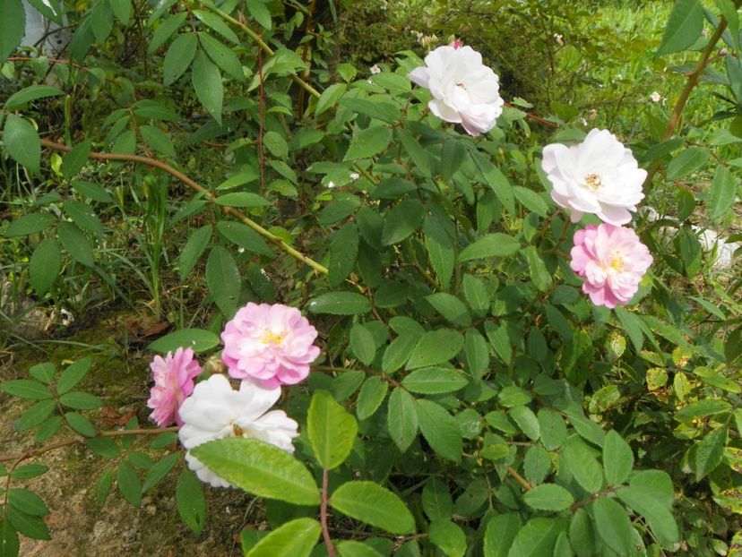 Guirlande Rose - Trandafiri 2019 4