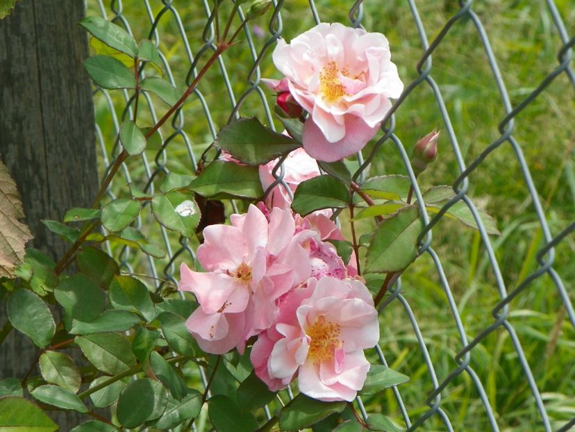 Clair Matin - Trandafiri 2019 4