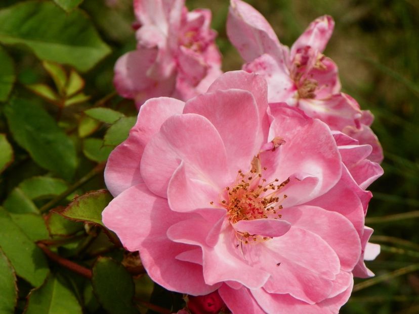 Clair Matin - Trandafiri 2019 4