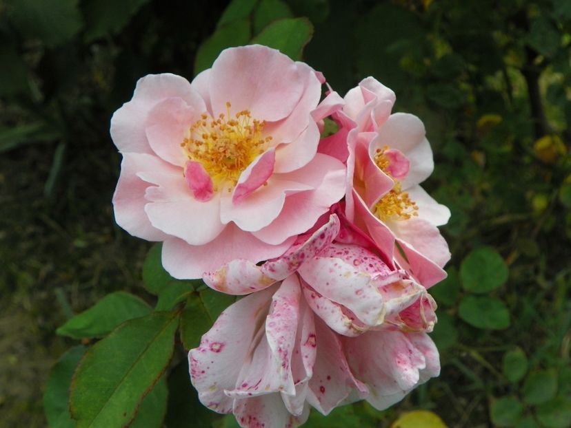 Clair Matin - Trandafiri 2019 4