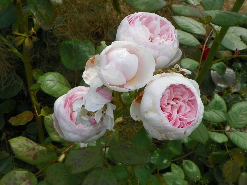 Geoff Hamilton - Trandafiri 2019 4