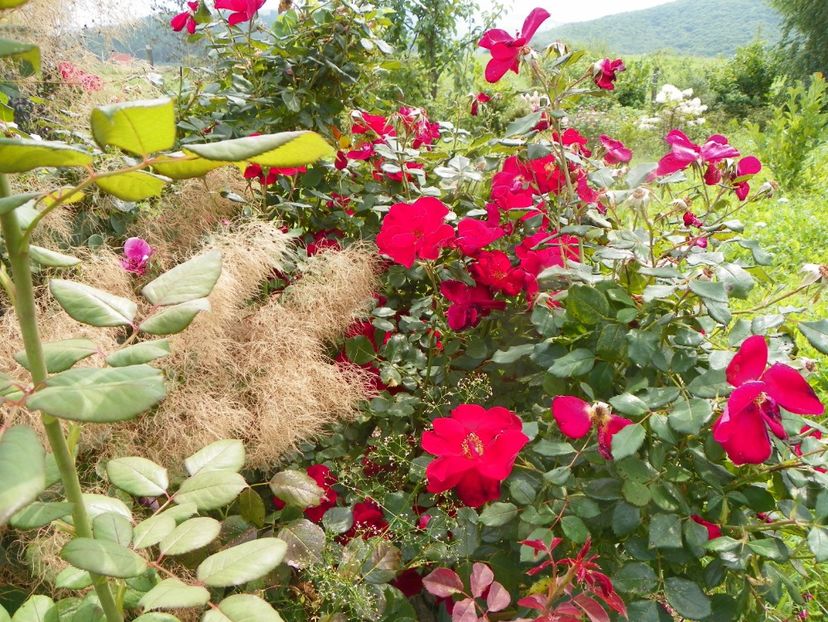 Zeelandia - Trandafiri 2019 4