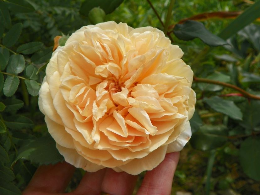 Crown Princess Margaret - Trandafiri 2019 4
