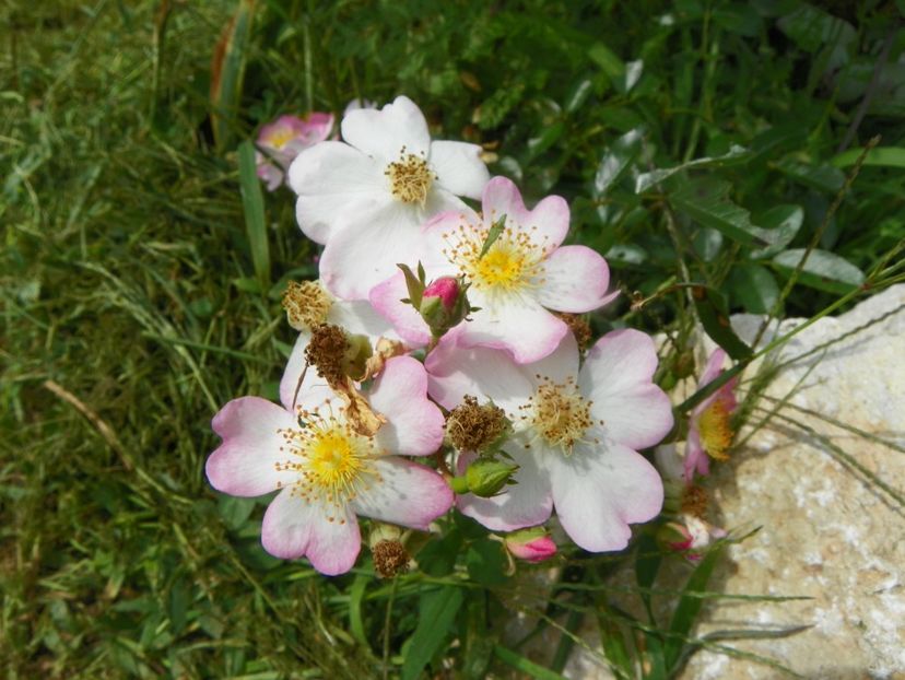 Robe Fleurie - Trandafiri 2019 4