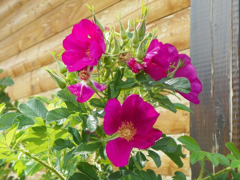 Ann Endt - Trandafiri 2019 4