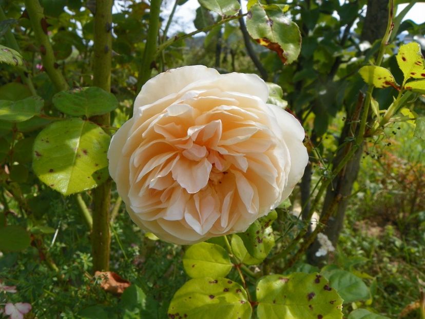 Jayne Austin - Trandafiri 2019 4