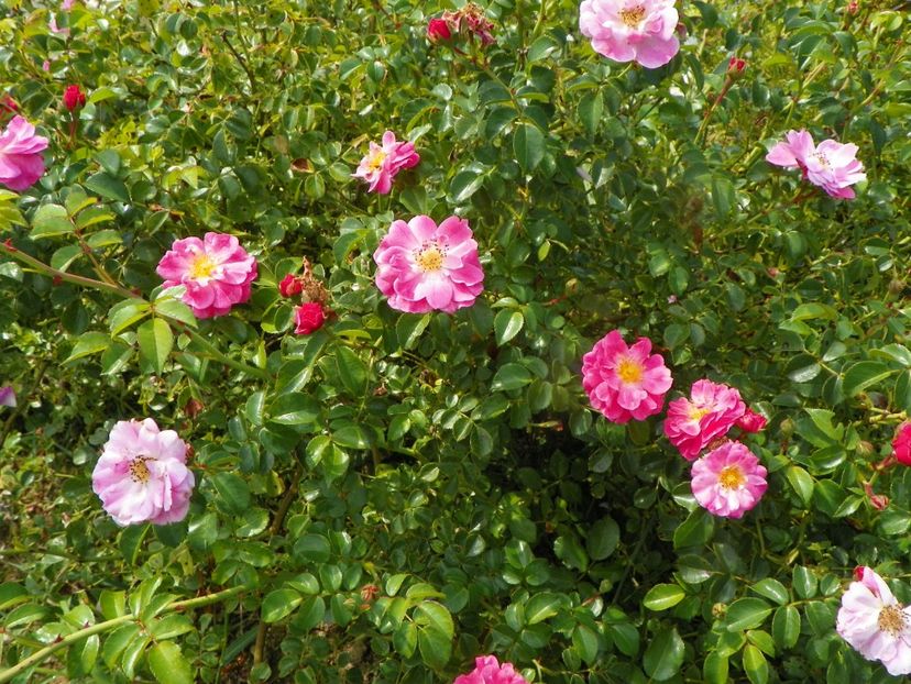 Magic Meidiland - Trandafiri 2019 4