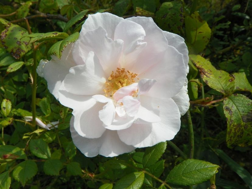 Souvenir de St. Anne - Trandafiri 2019 4