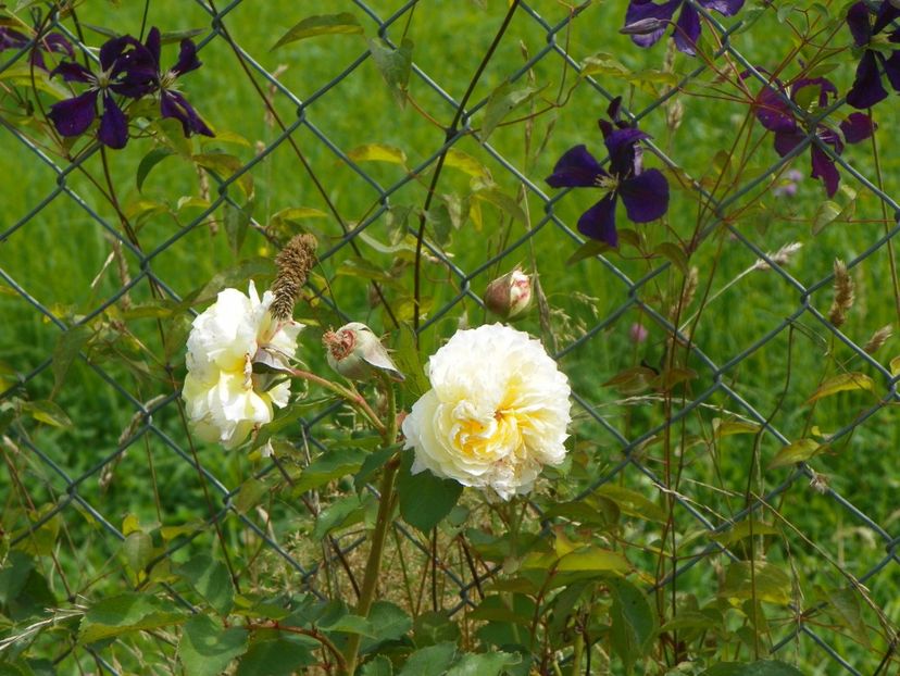 The Pilgrim - Trandafiri 2019 4