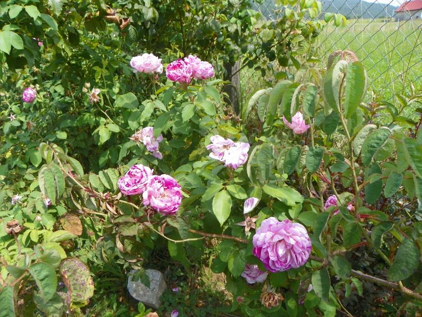 Honorine de Brabant - Trandafiri 2019 4