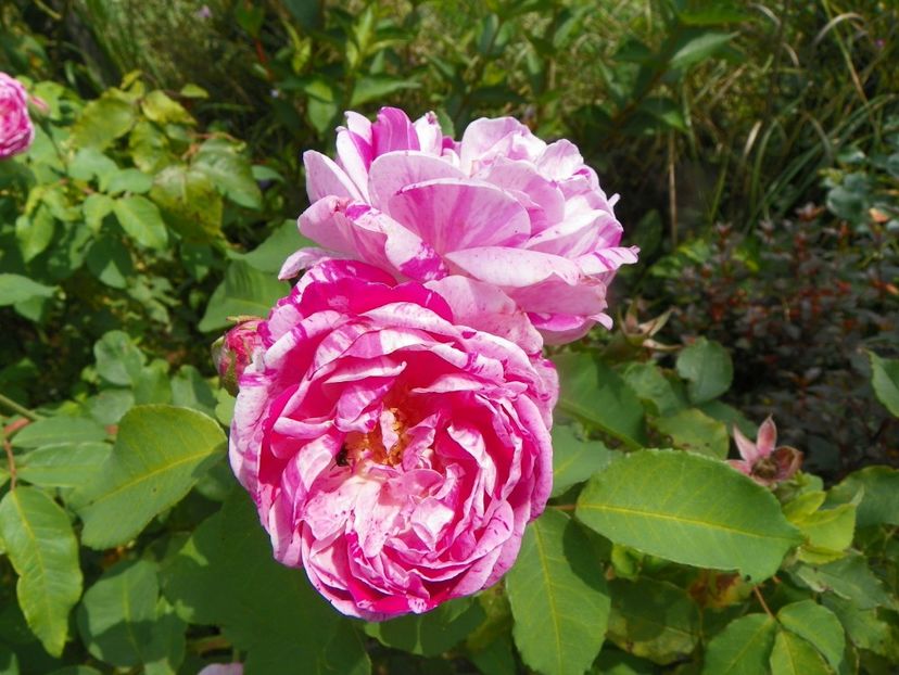 Honorine de Brabant - Trandafiri 2019 4