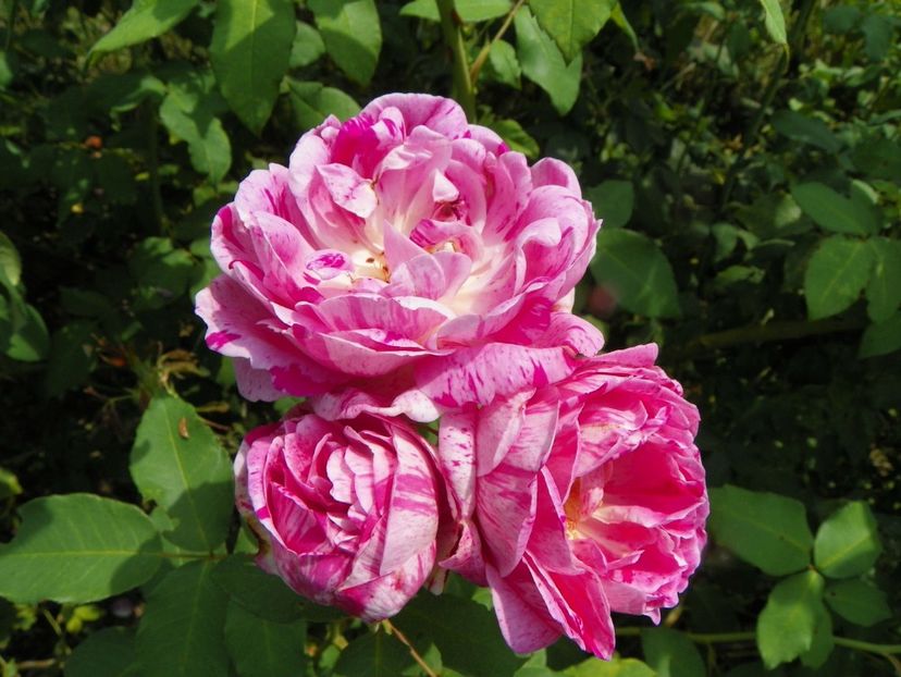 Honorine de Brabant - Trandafiri 2019 4