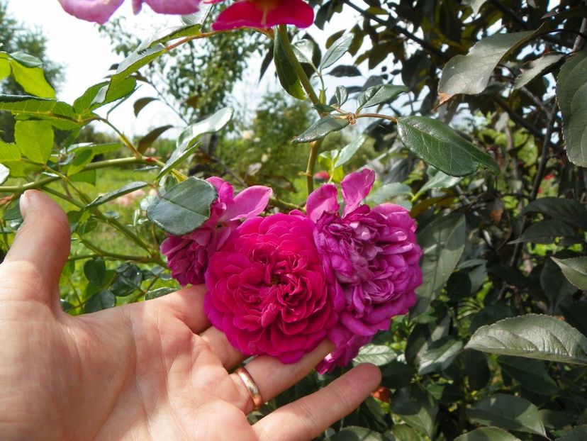 Starlet Melina - Trandafiri 2019 4