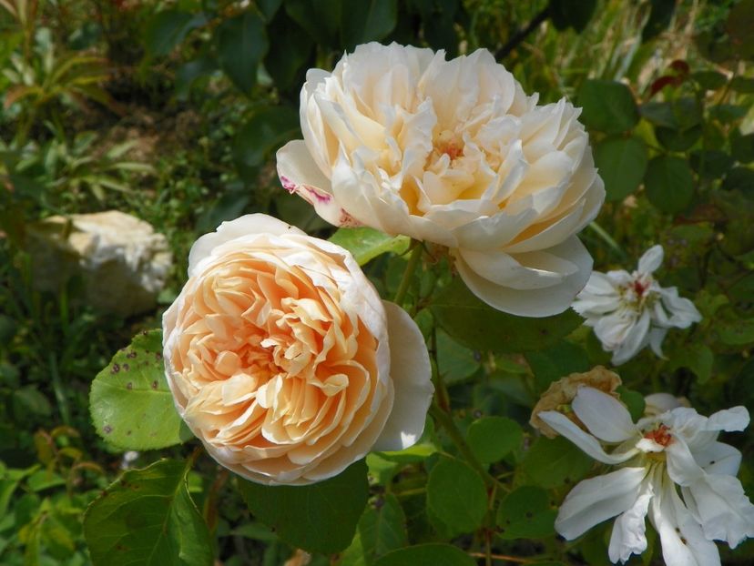 Jayne Austin - Trandafiri 2019 4