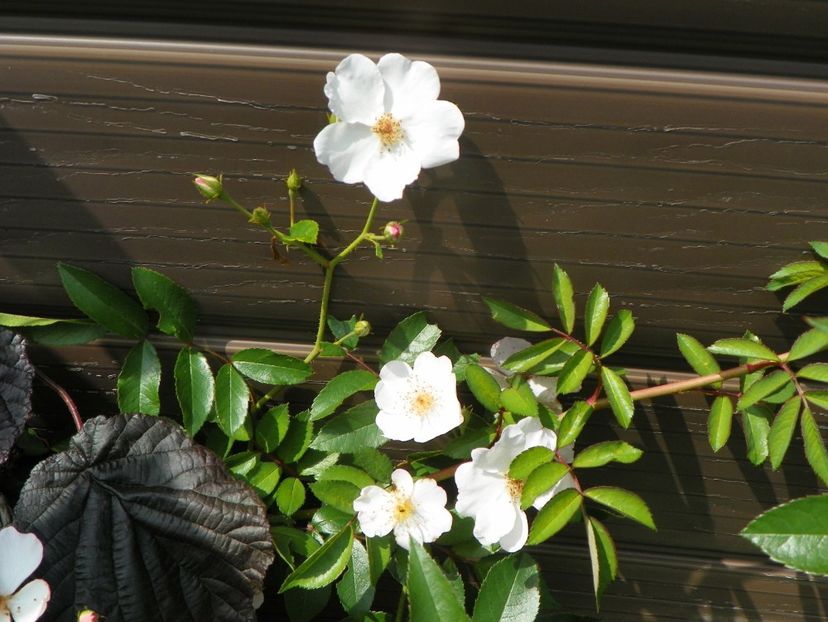 Silver River - Trandafiri 2019 4