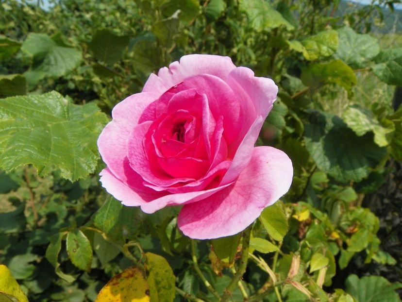 Gertrude Jekyll - Trandafiri 2019 4