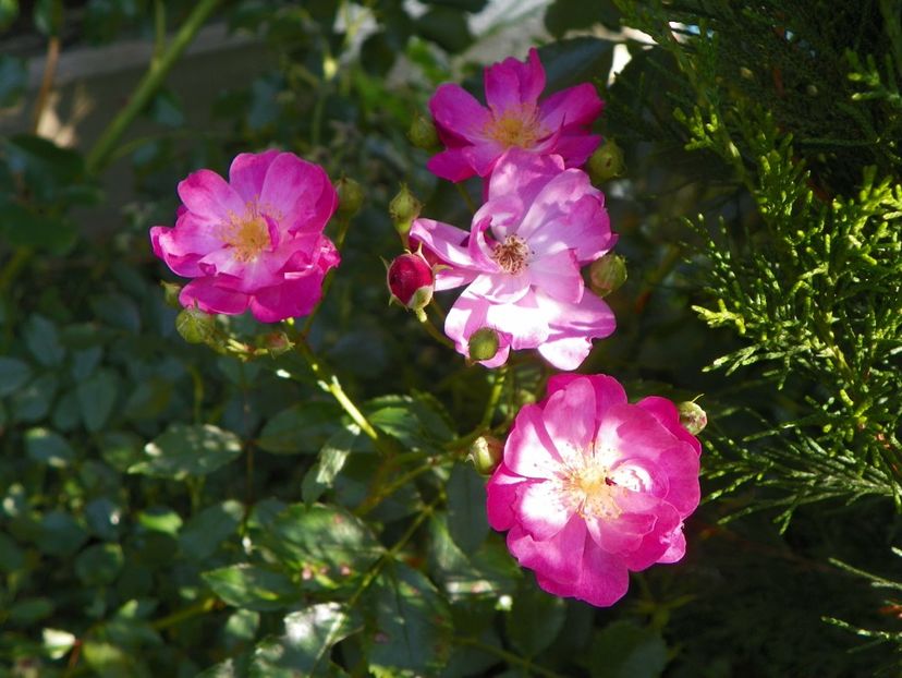 Yesterday - Trandafiri 2019 4