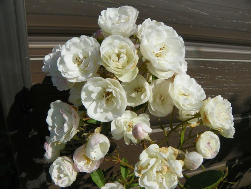 Blushing Bride - Trandafiri 2019 4