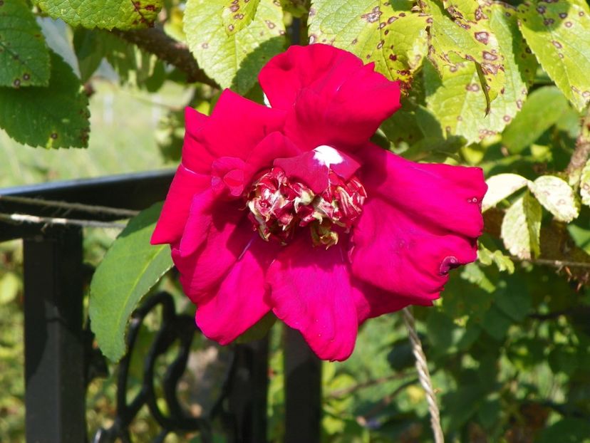 Ruskin - Trandafiri 2019 4