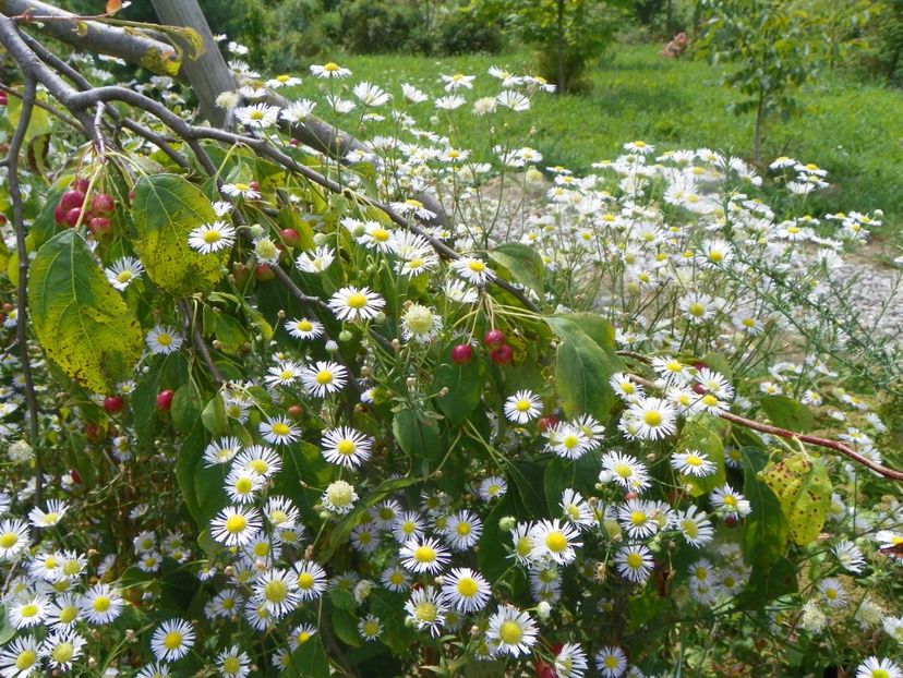 erigeron annuus - Dobarland 2019 4