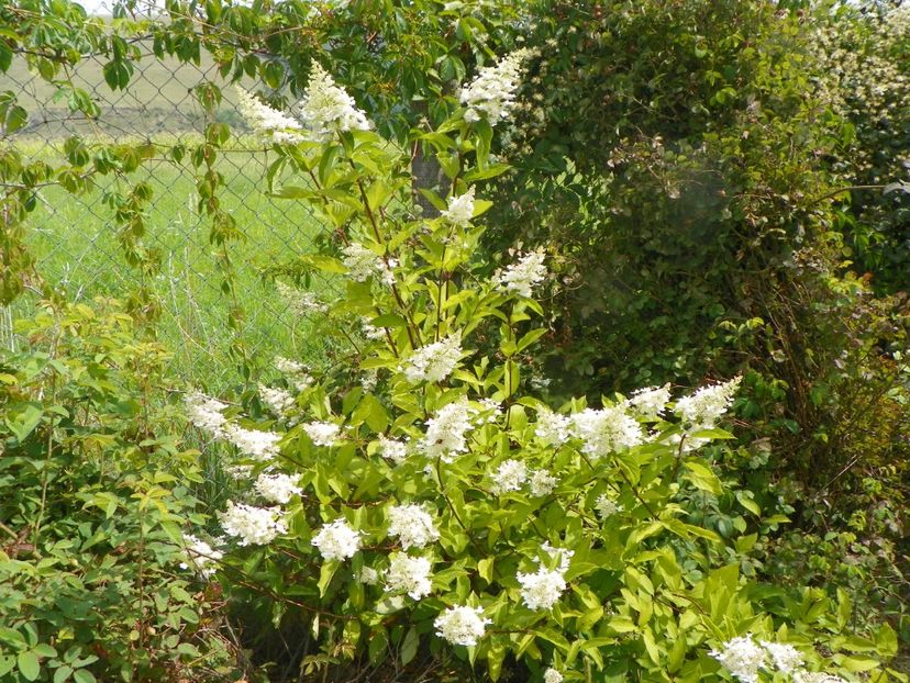 hydrangea paniculata Grandiflora - Dobarland 2019 4
