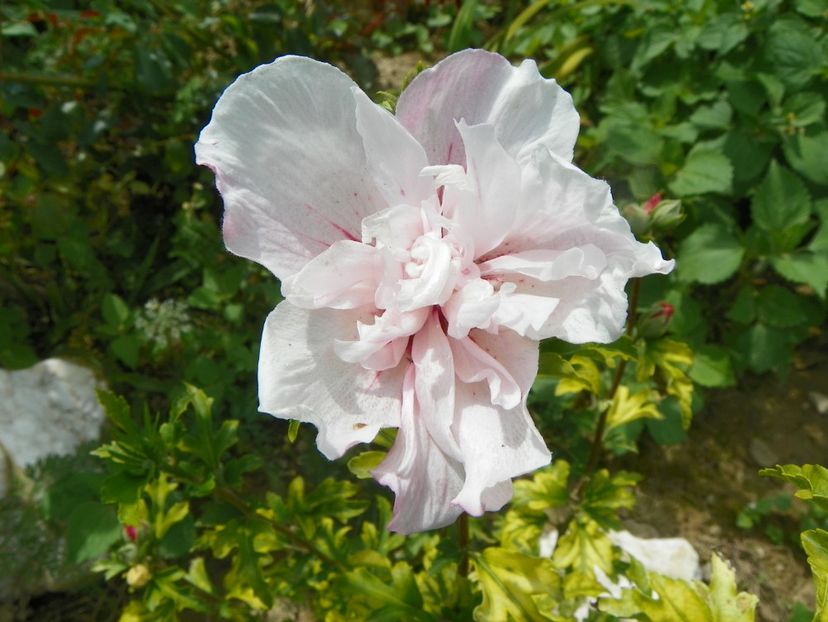 hibiscus syriacus Pink Chiffon - Dobarland 2019 4