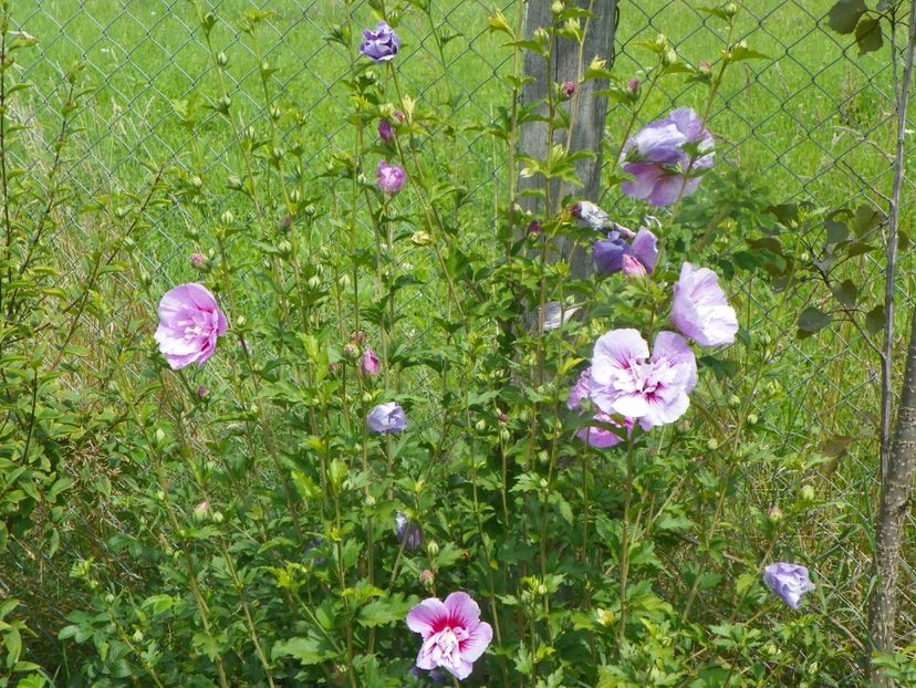 hibiscus syriacus Lavender Chiffon - Dobarland 2019 4