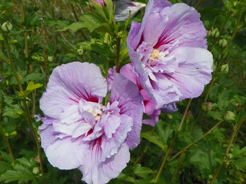 hibiscus syriacus Lavender Chiffon - Dobarland 2019 4