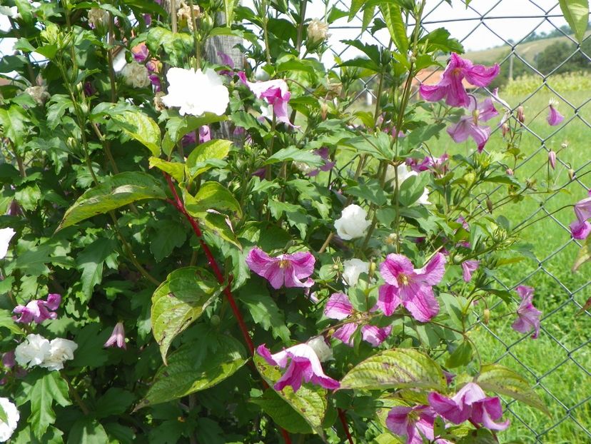 clematis Krakoviak si hibiscus syr. Jeanne dArc - Dobarland 2019 4