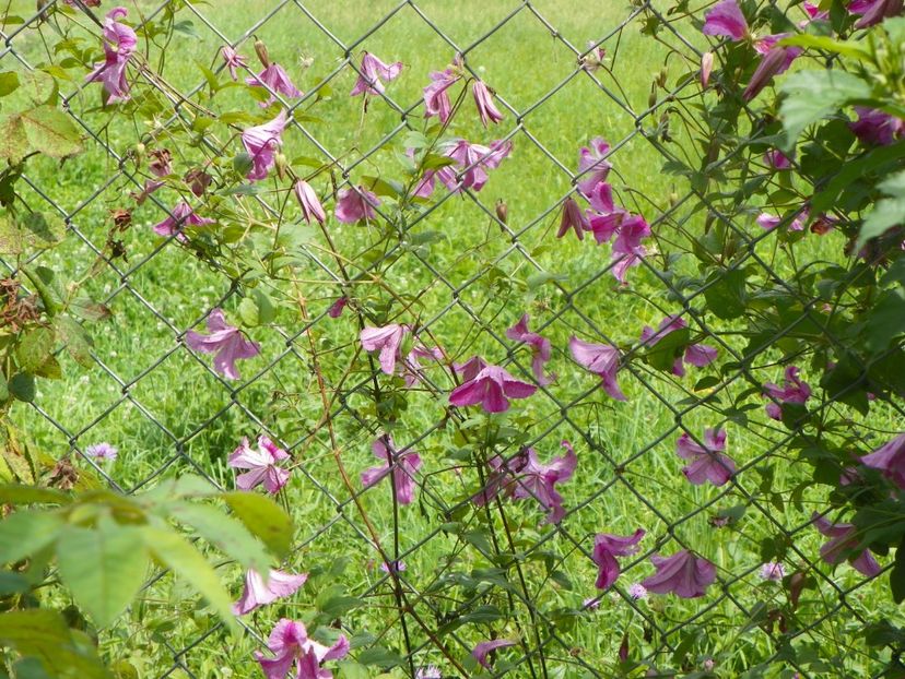 clematis Krakoviak - Dobarland 2019 4