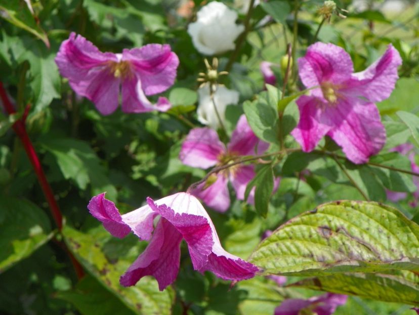 clematis Krakoviak - Dobarland 2019 4
