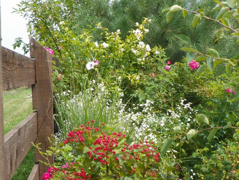 viburnum Onondaga, miscanthus, erigeron annuus - Dobarland 2019 4