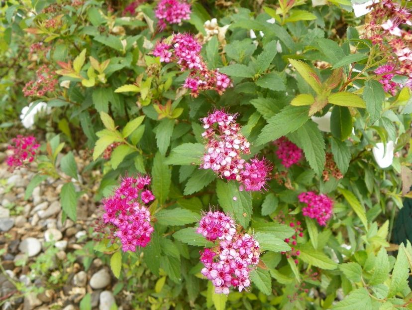 spiraea Darts Red - Dobarland 2019 4