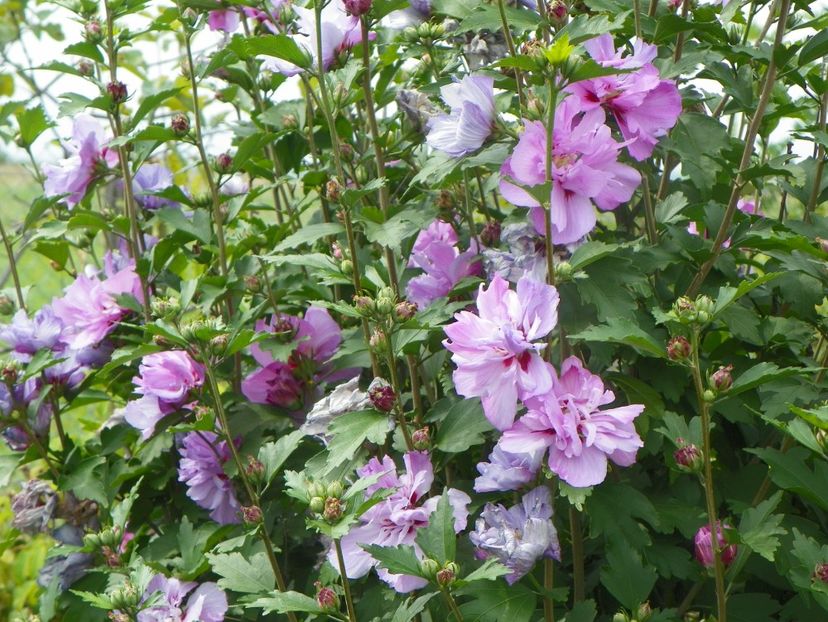 hibiscus syriacus Ardens - Dobarland 2019 4