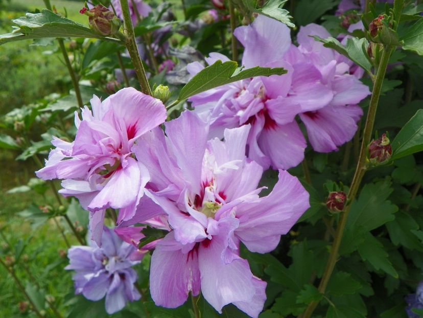 hibiscus syriacus Ardens - Dobarland 2019 4