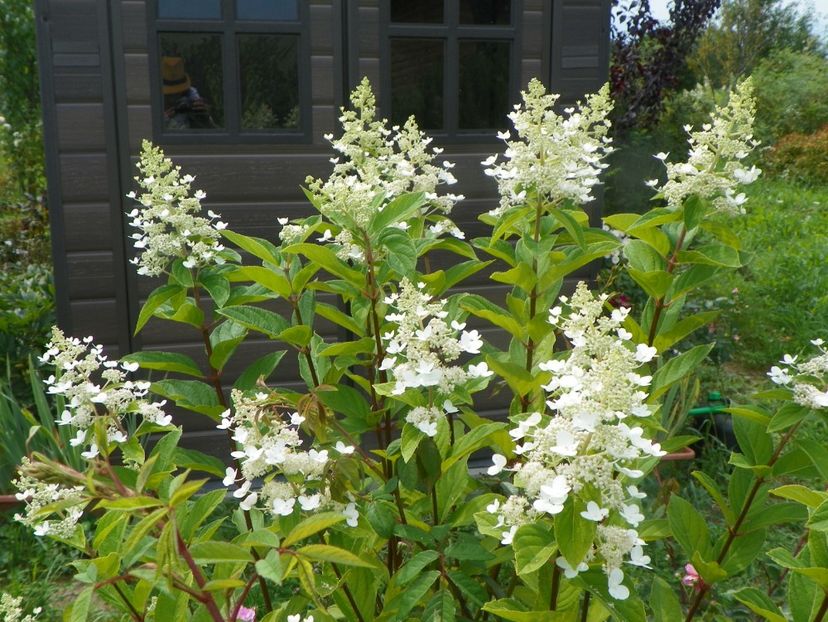 hydrangea paniculata Pink Diamond - Interhydia - Dobarland 2019 4
