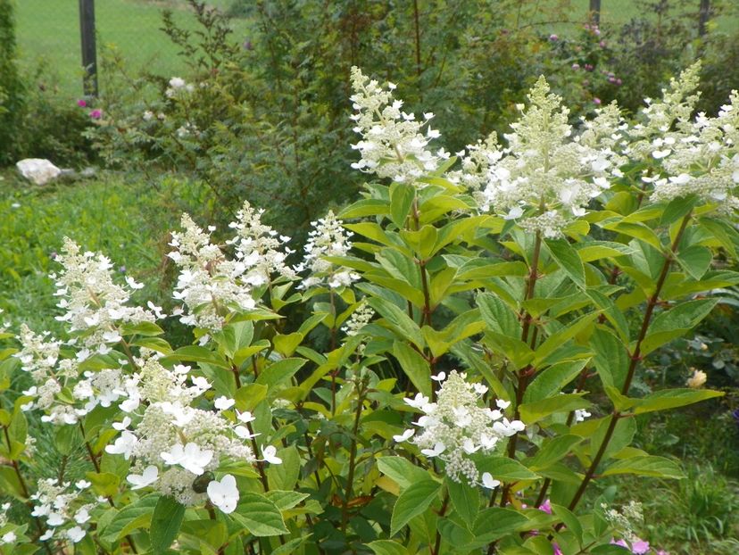 hydrangea paniculata Pink Diamond - Interhydia - Dobarland 2019 4