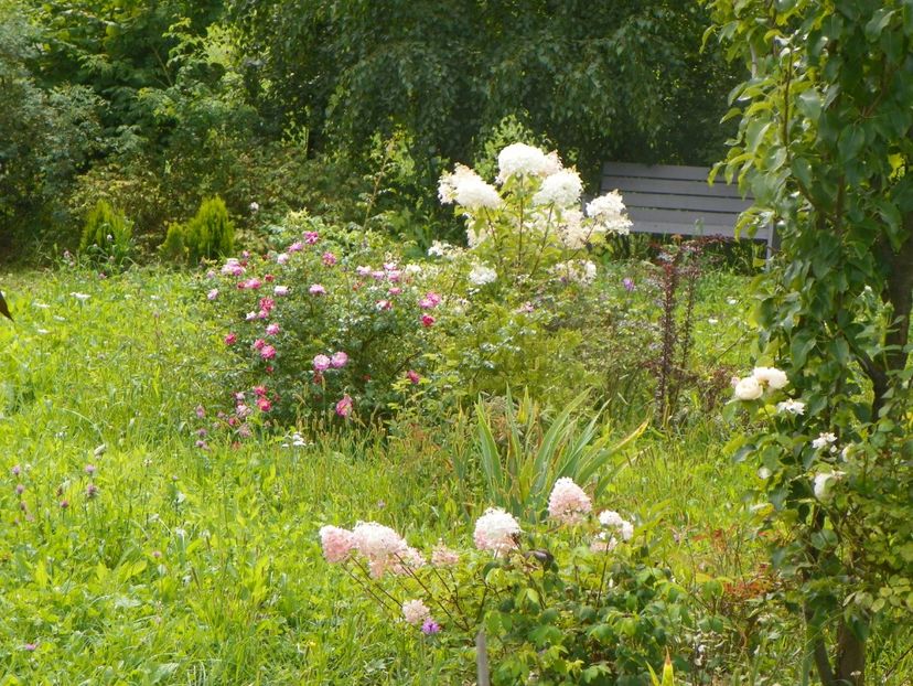hydrangea pan. Polar Bear - Phantom - Dobarland 2019 4