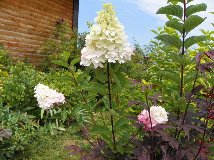 hydrangea pan. Fraise Melba - Dobarland 2019 4