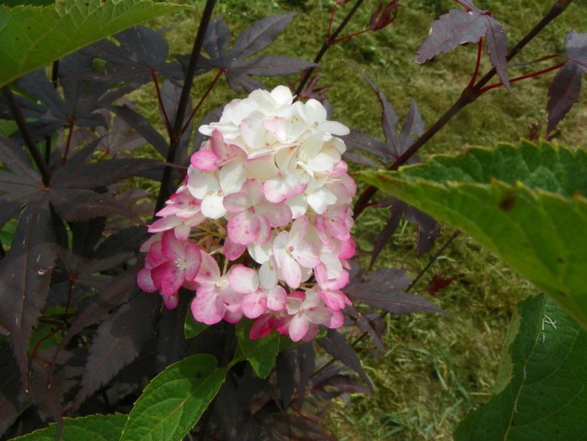 hydrangea pan. Fraise Melba - Dobarland 2019 4